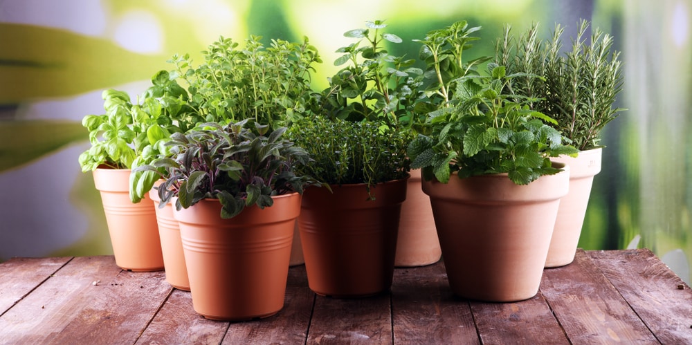 how to repot herbs