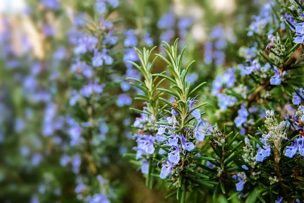 how to revive rosemary