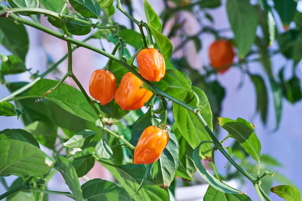 How To Ripen Habanero Peppers? Explained Farmer Grows