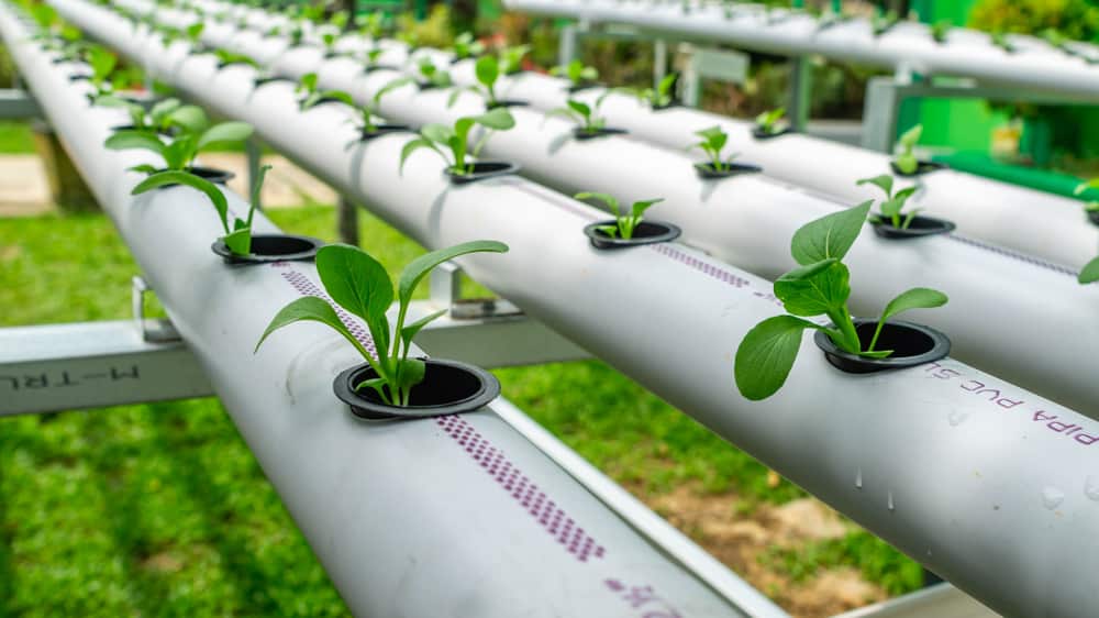 is pvc safe for hydroponics