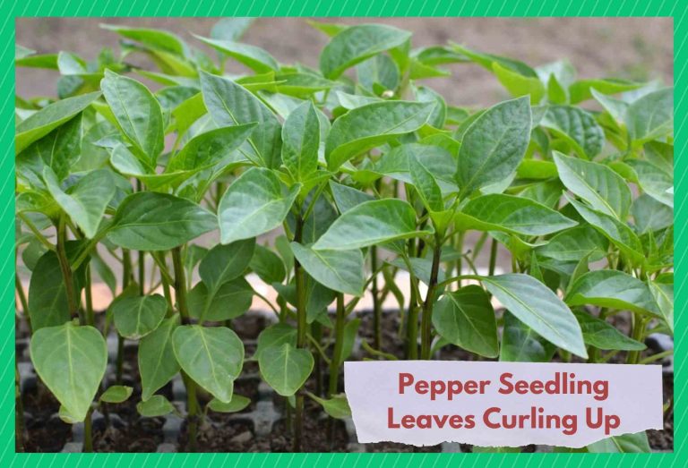 7 Ways To Fix Pepper Seedling Leaves Curling Up Farmer Grows
