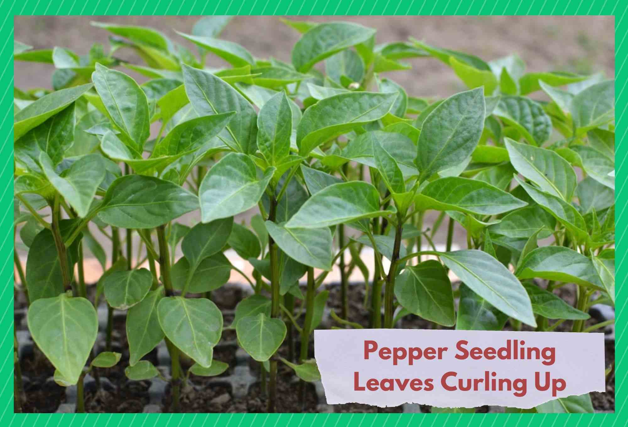 pepper seedling leaves curling up