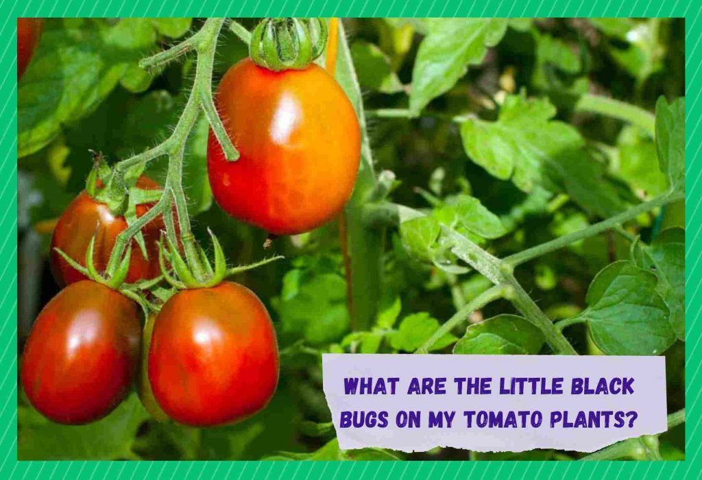 What Are The Little Black Bugs On My Tomato Plants? Farmer Grows