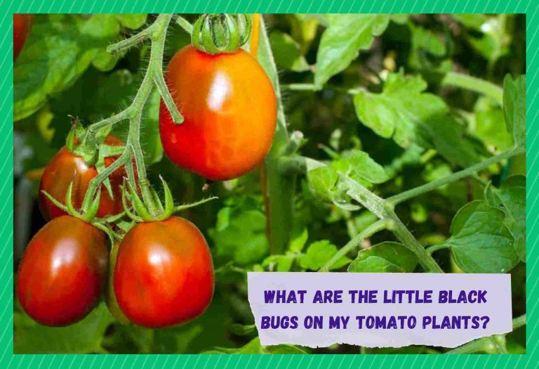What Are The Little Black Bugs On My Tomato Plants? Farmer Grows