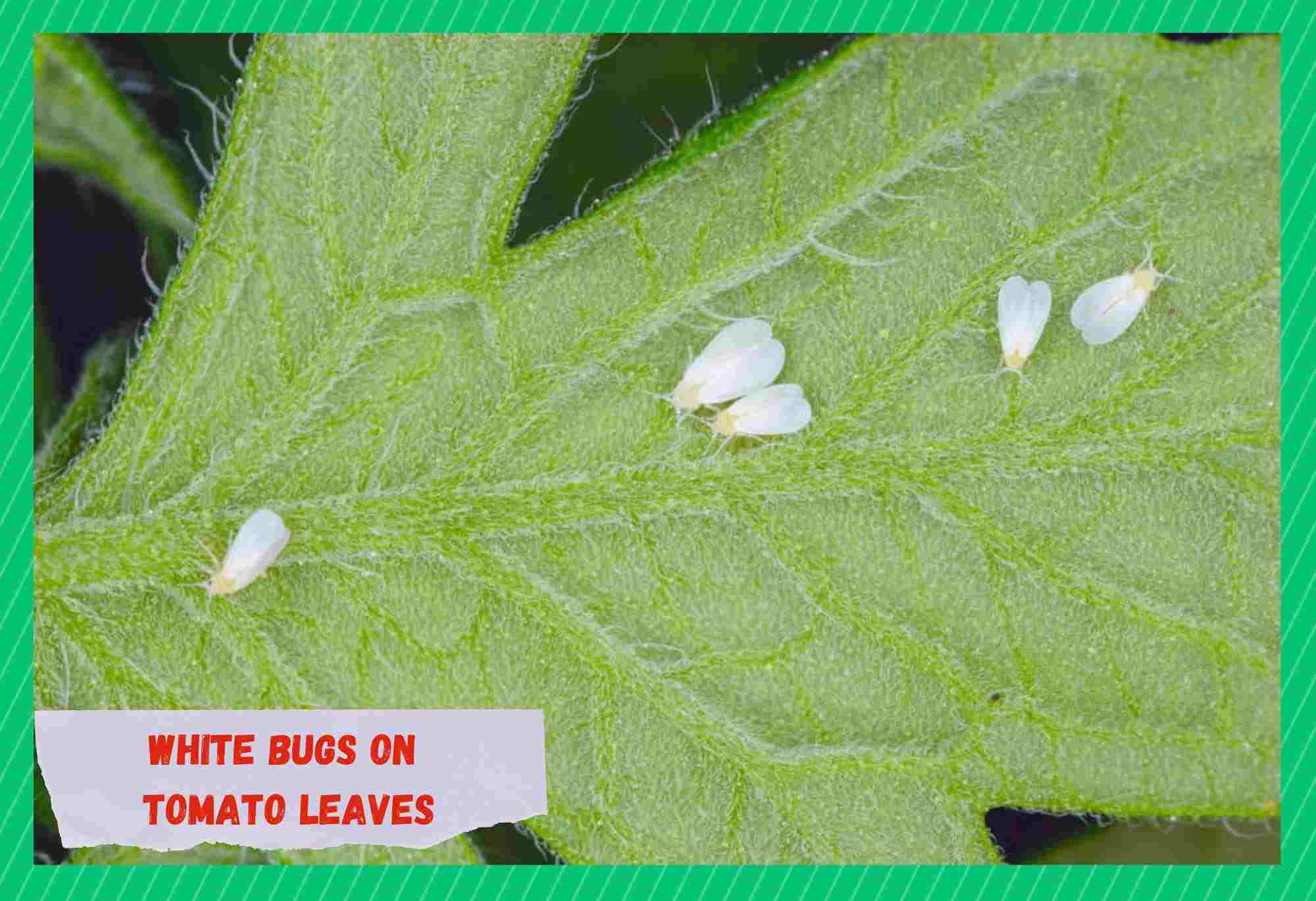 white bugs on tomato leaves