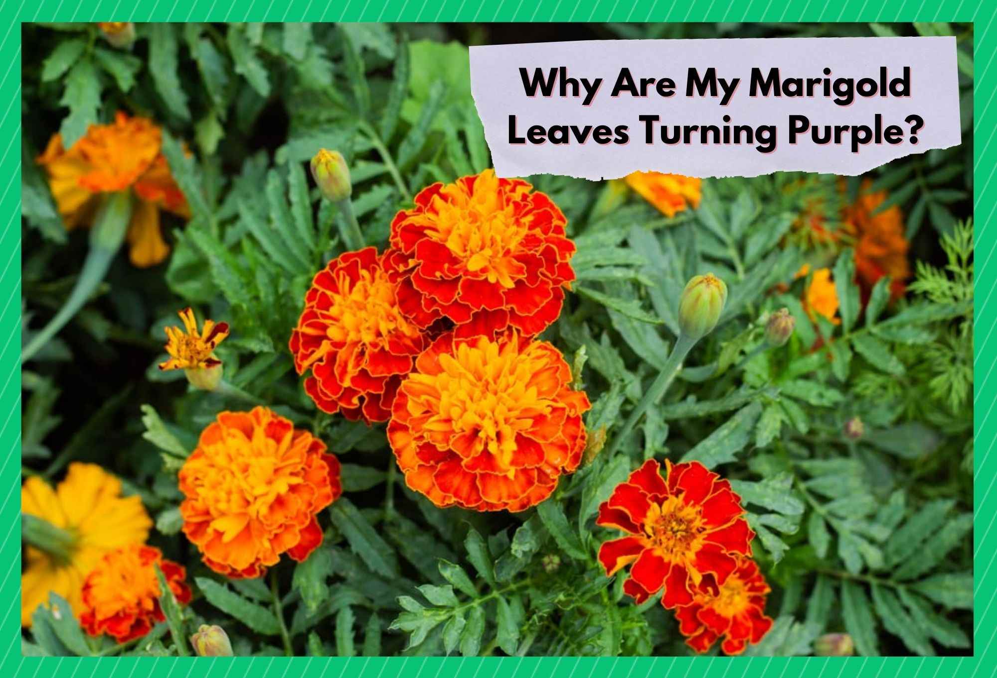 why are my marigold leaves turning purple