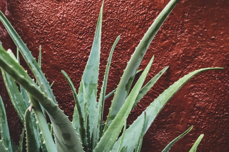 Why Is My Aloe Vera Plant Turning Red? (3 Fixes) Farmer Grows
