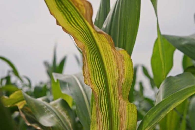 4 Reasons Why Do Farmers Detassel Corn Farmer Grows