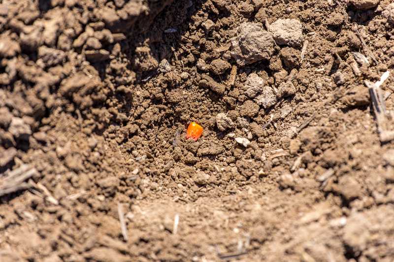 Seed Preparation