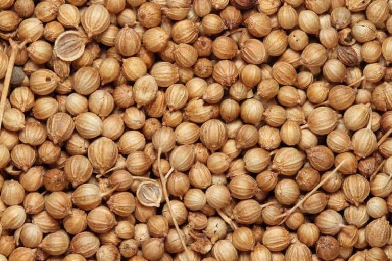 How To Dry Coriander Seeds? Farmer Grows