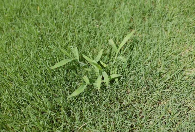 How Long After Weed And Feed Can You Seed? Farmer Grows