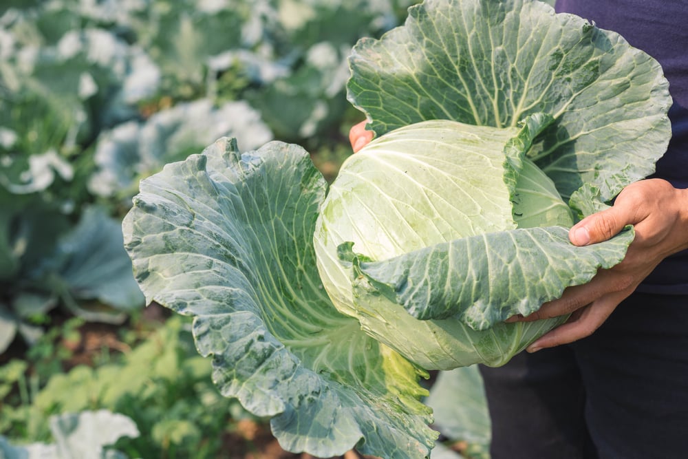 can you eat the outer leaves of cabbage