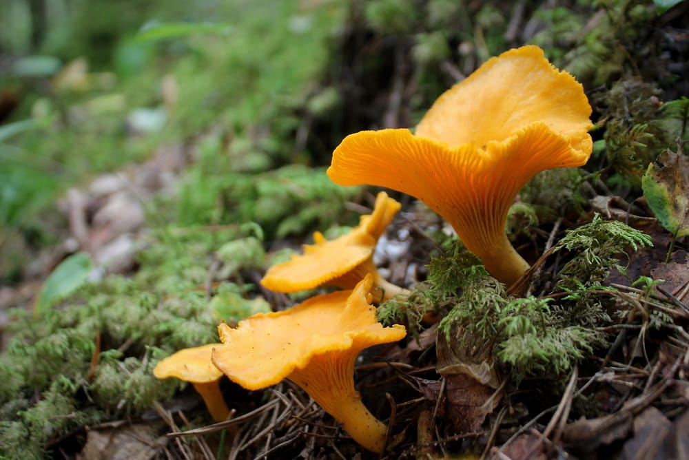 can you grow chanterelle mushrooms