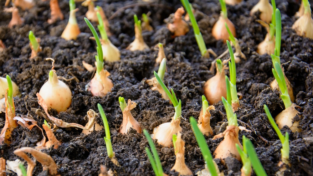 can you plant a sprouting-onion?