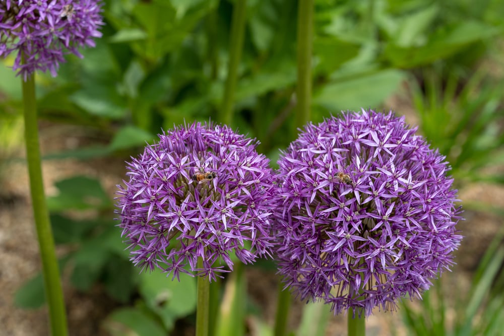can you plant allium bulbs in spring