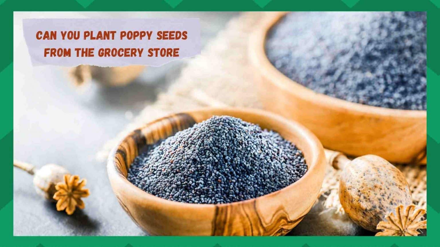 Can You Plant Poppy Seeds From The Grocery Store? Farmer Grows