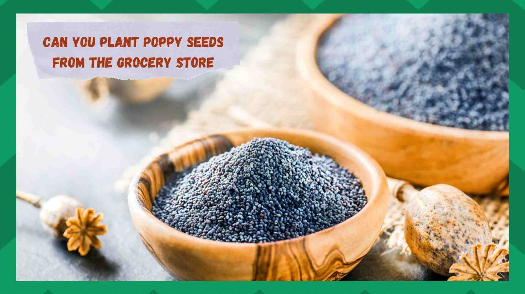 can you plant poppy seeds from the grocery store