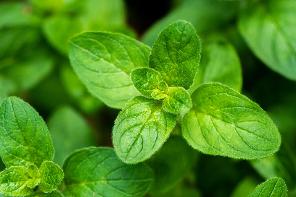 difference between oregano and marjoram