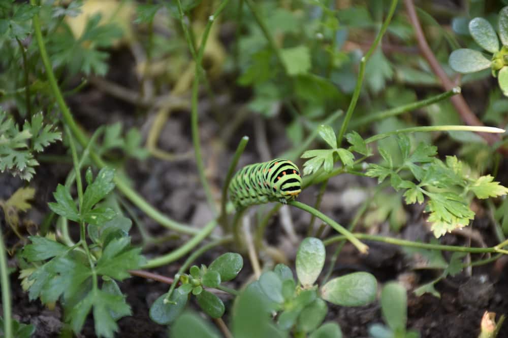 do monarch caterpillars eat parsley