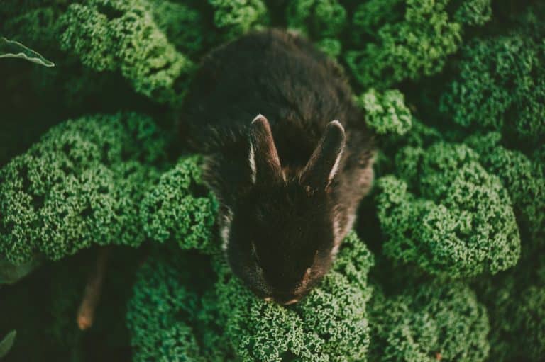 Do Rabbits Eat Kale In The Garden? How To Prevent It Farmer Grows