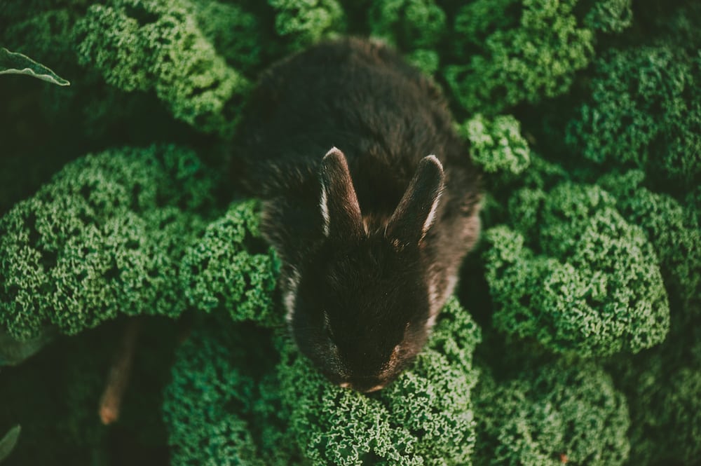 do rabbits eat kale in the garden