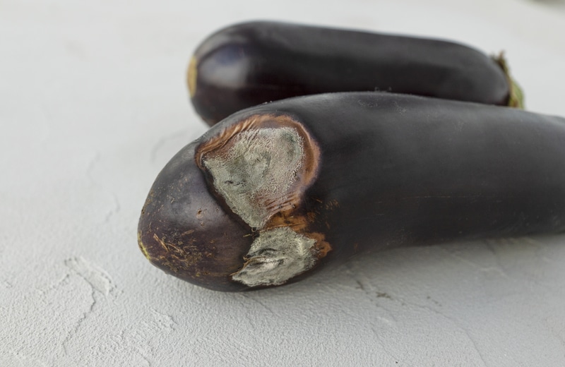 eggplant mold