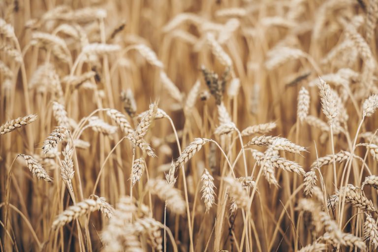 Growing Grain at Home Discussing The Best Technique Farmer Grows