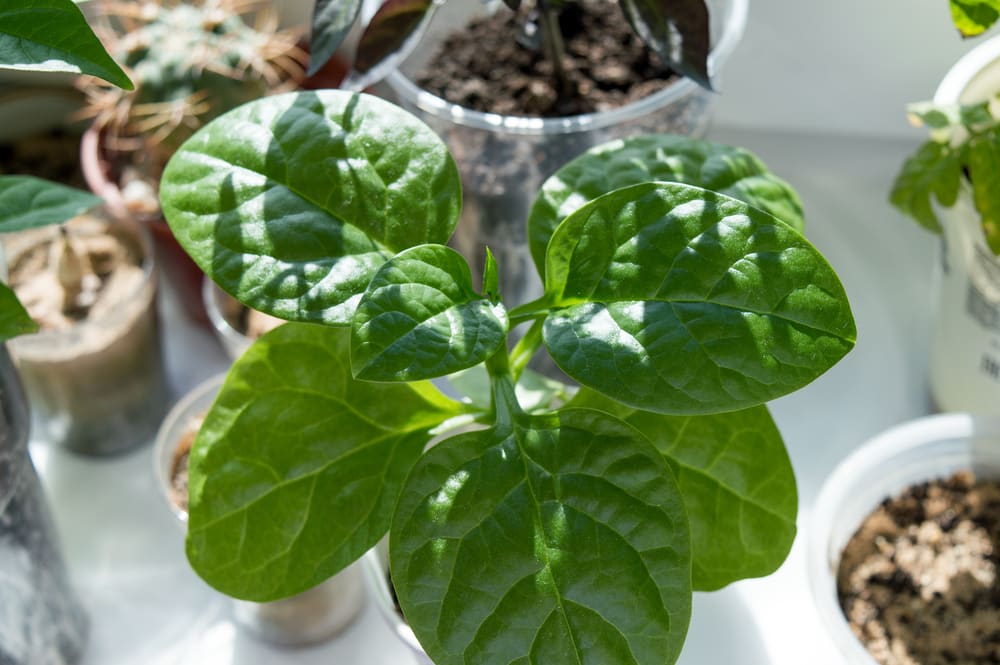 growing spinach indoors under lights