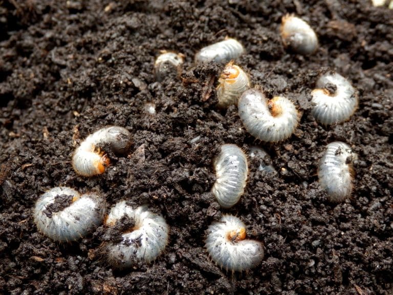 Are Grubs In Compost Good Or Bad? Farmer Grows