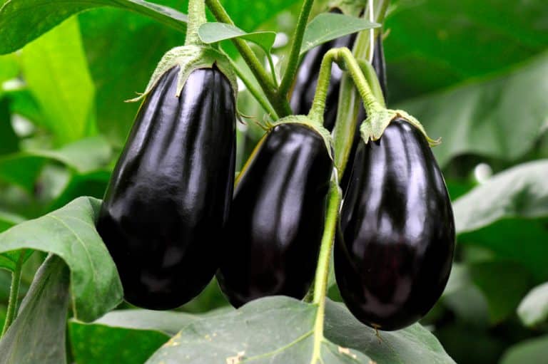 How Can You Tell if An Eggplant Is Bad 4 Noteable Signs Farmer Grows