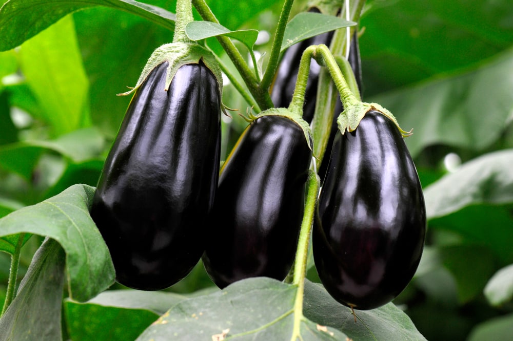 how can you tell if an eggplant is bad