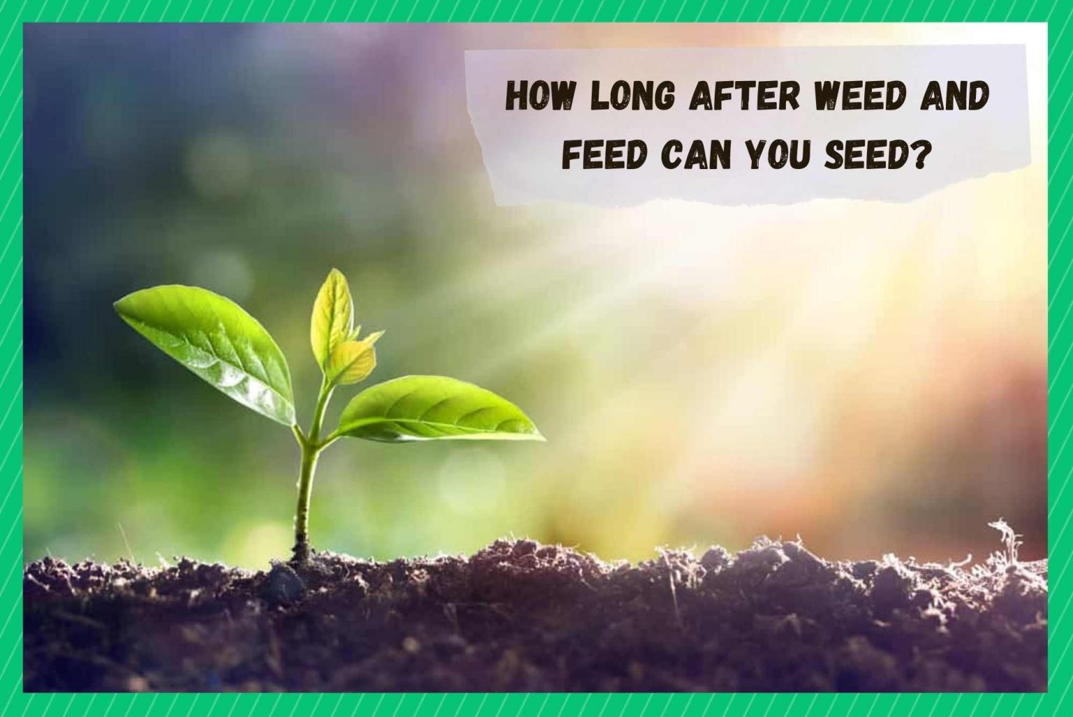How Long After Weed And Feed Can You Seed? Farmer Grows