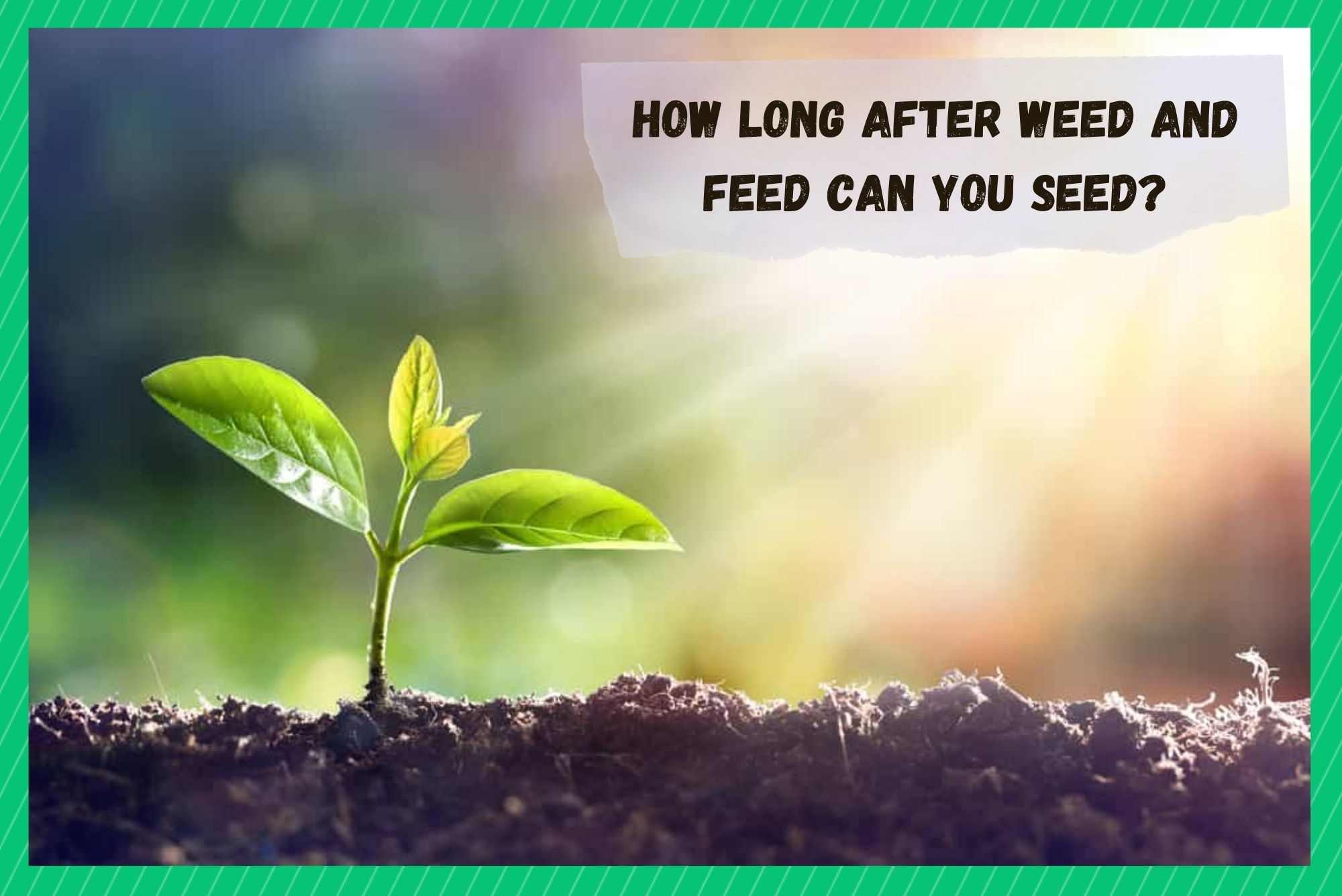 how long after weed and feed can you seed