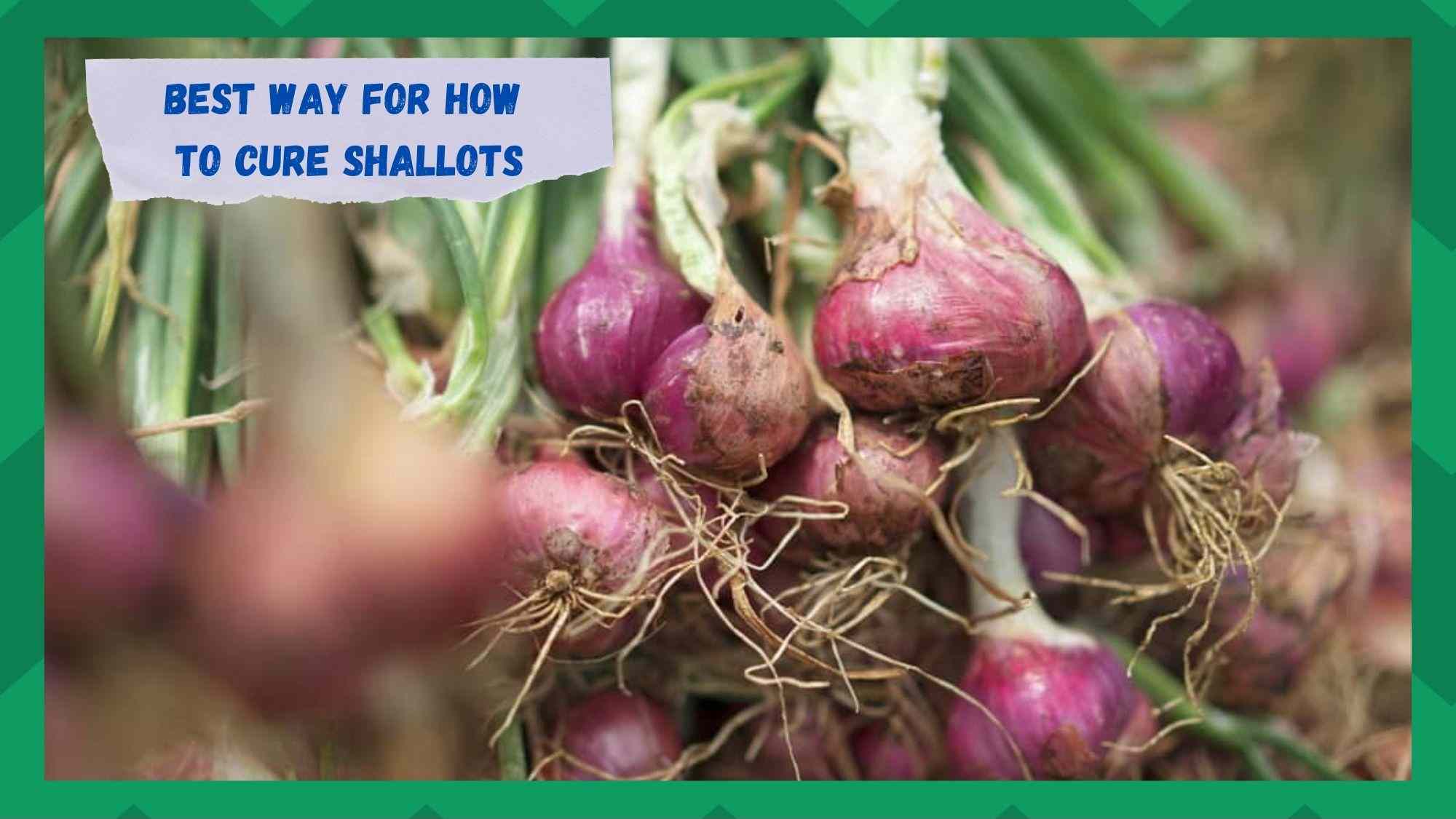 how to cure shallots