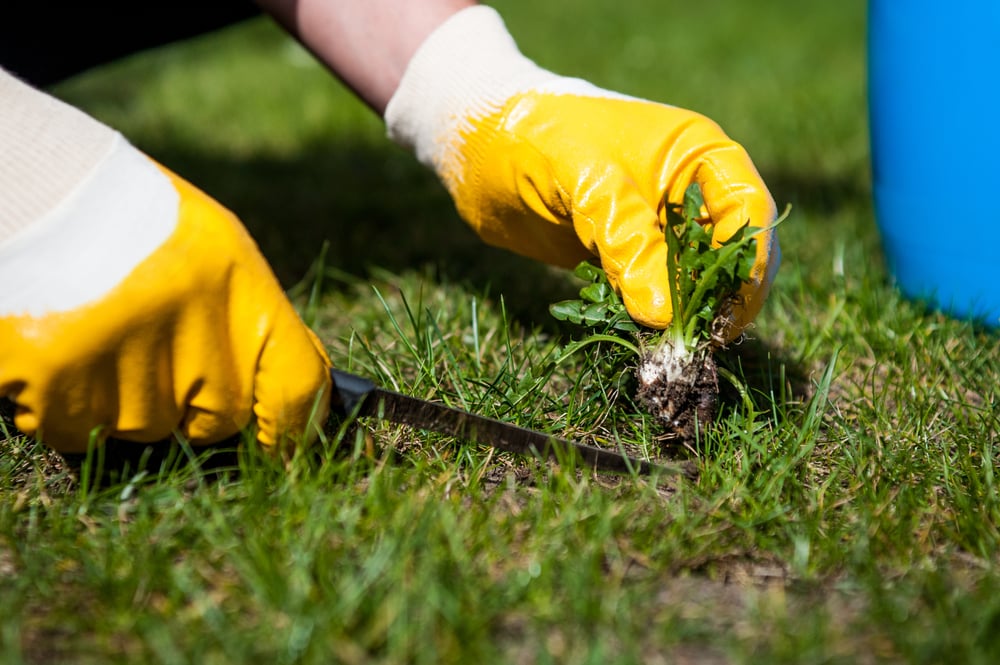 how to deweed your lawn