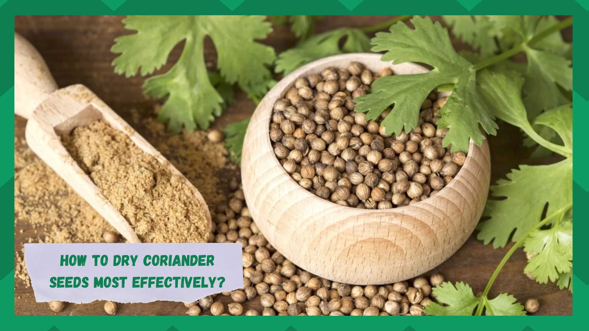how to dry coriander seeds