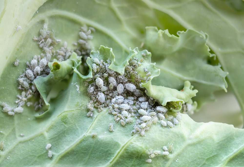 how to get rid of aphids on kale