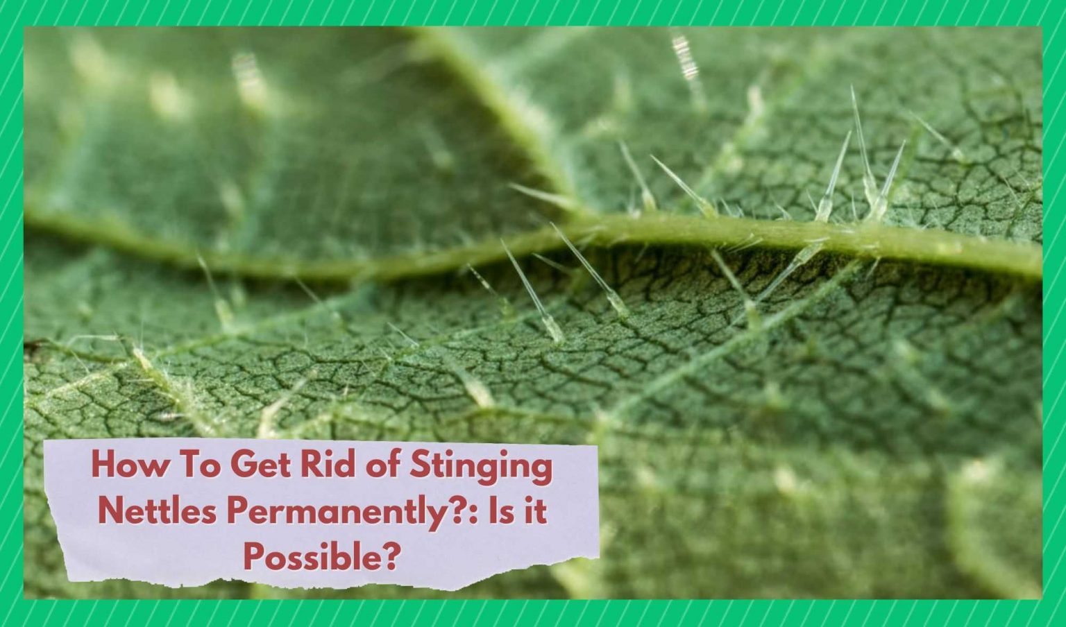 How To Get Rid of Stinging Nettles Permanently? (Answered) Farmer Grows