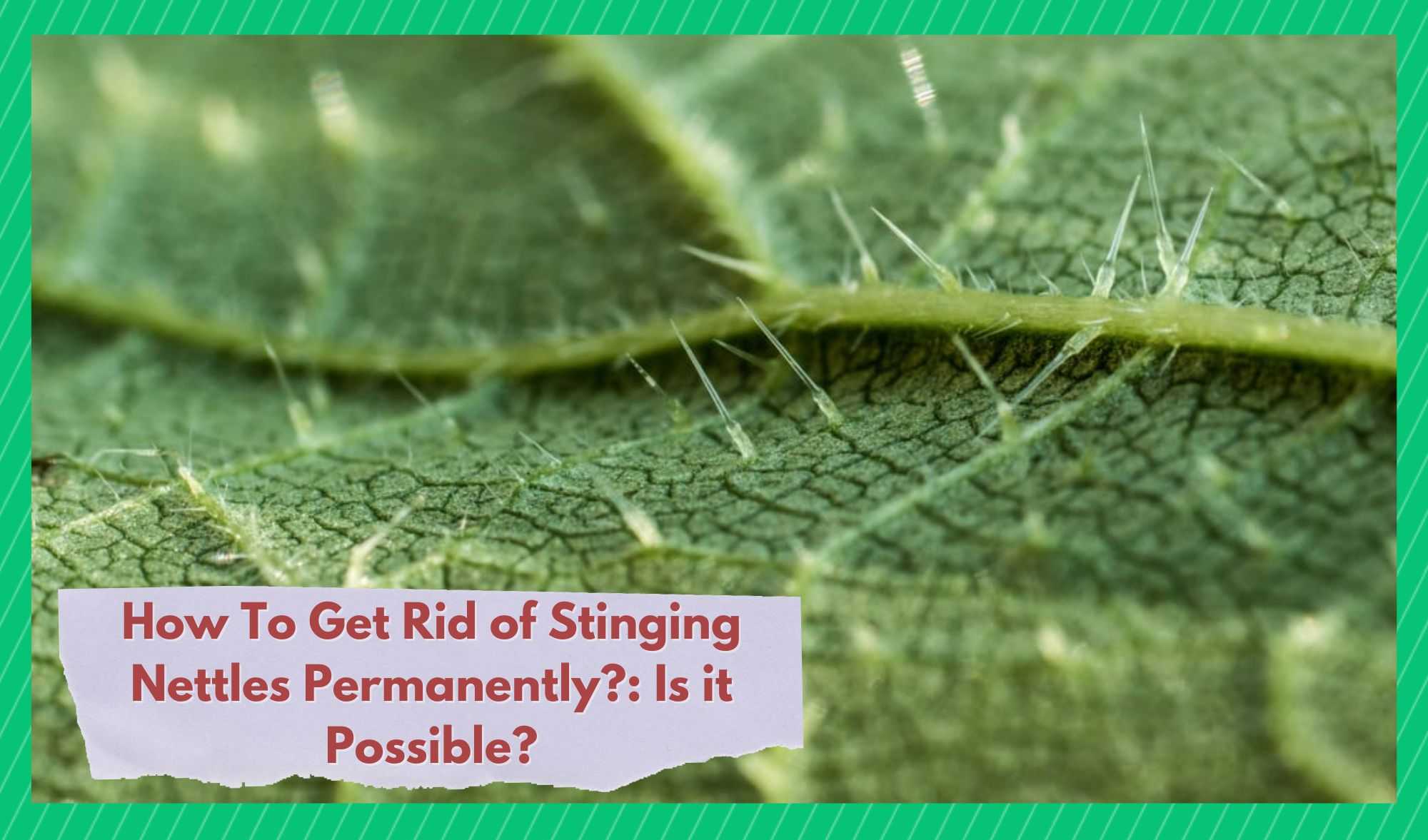 how to get rid of stinging nettles permanently