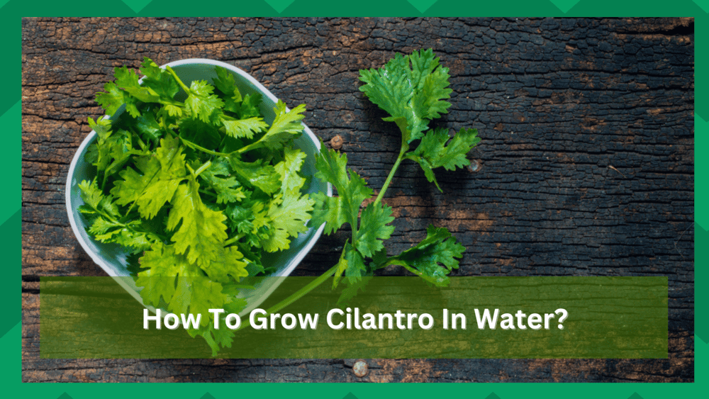 how to grow cilantro in water