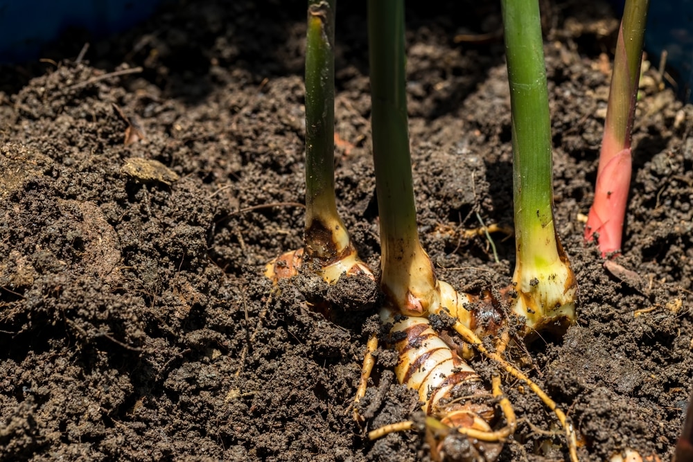 how to grow galangal from supermarket bought root