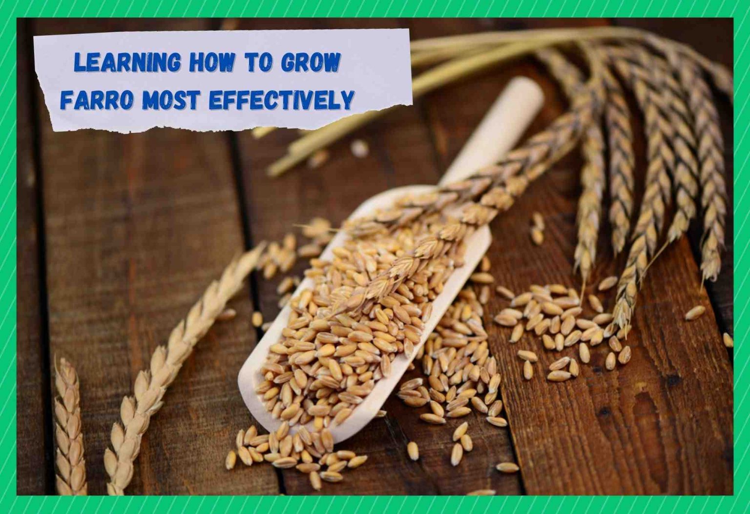 How To Grow Farro? Everything You Need To Know Farmer Grows