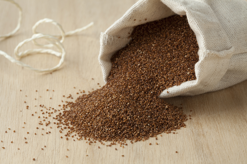 how to harvest teff grain