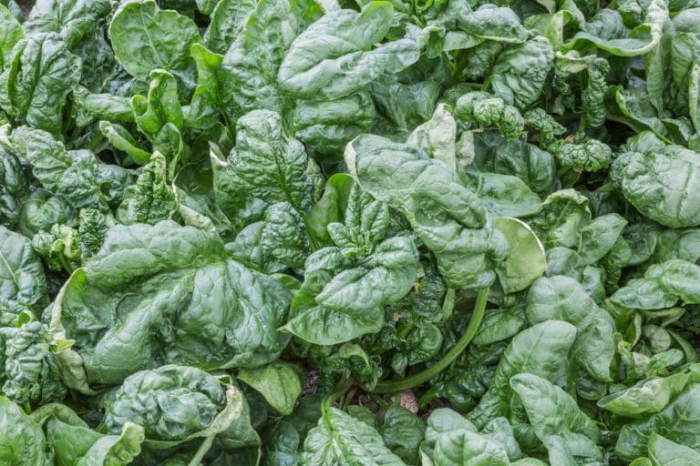 How To Identify Wild Spinach The Best Method Farmer Grows