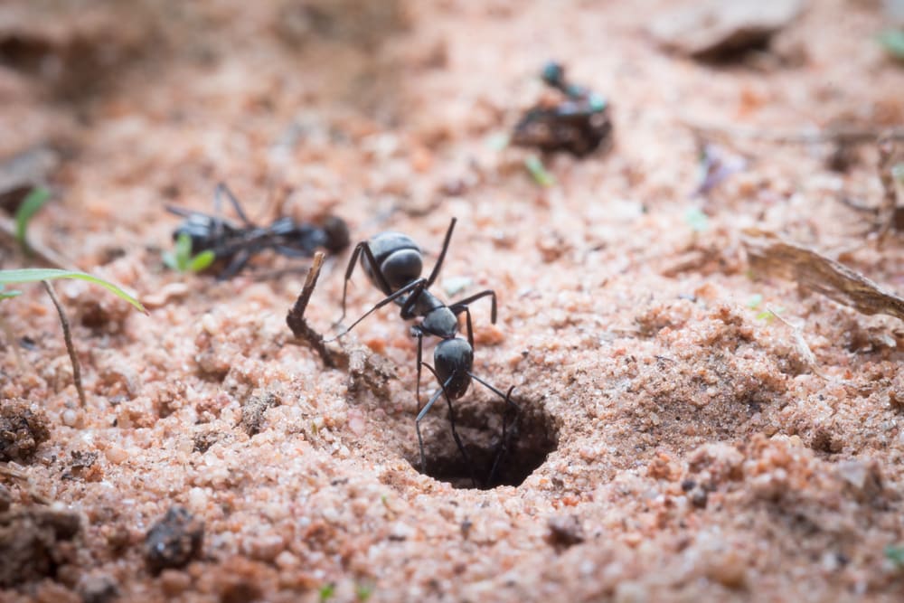 how to keep ants out of compost