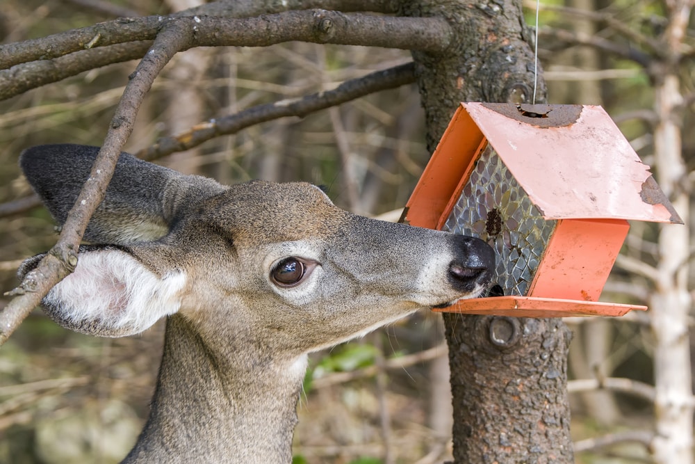 how to keep deer away from bird feeders