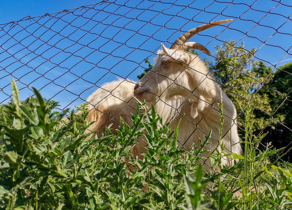how to keep goats in a fence