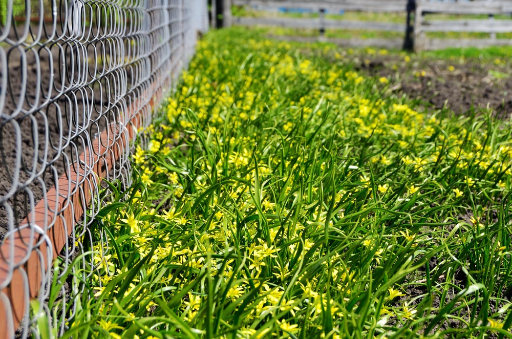 how to keep weeds from growing under fence