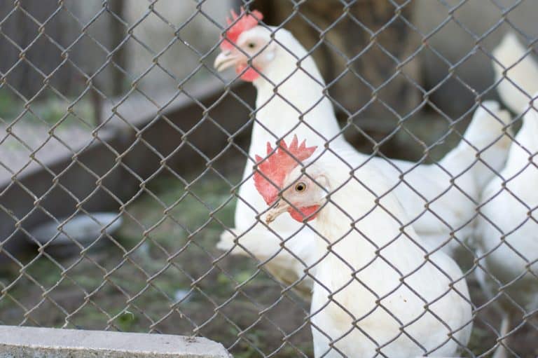 4 Tips To Make A Chicken Wire Fence Tight Farmer Grows