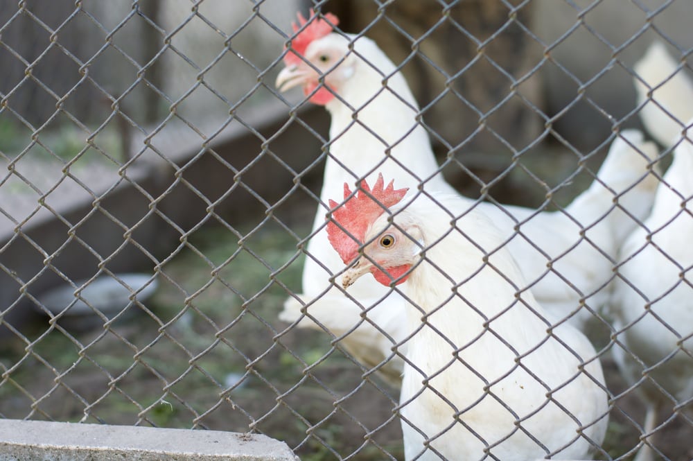 how to make a chicken wire fence tight